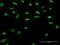 Paired Box 9 antibody, H00005083-M13, Novus Biologicals, Immunofluorescence image 