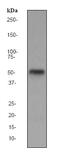 TGF-Beta Activated Kinase 1 (MAP3K7) Binding Protein 1 antibody, ab76412, Abcam, Western Blot image 