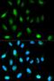 ELKS/RAB6-Interacting/CAST Family Member 1 antibody, orb326294, Biorbyt, Immunocytochemistry image 