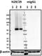 Solute Carrier Family 17 Member 6 antibody, 832802, BioLegend, Western Blot image 