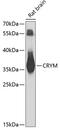 Crystallin Mu antibody, 19-168, ProSci, Western Blot image 