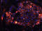 Stage-specific embryonic antigen 4 antibody, BAM1435, R&D Systems, Immunocytochemistry image 