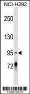 Protocadherin Gamma Subfamily C, 4 antibody, 60-167, ProSci, Western Blot image 