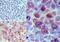 G Protein-Coupled Receptor 35 antibody, PA5-23237, Invitrogen Antibodies, Immunohistochemistry frozen image 