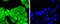 p16-INK4 antibody, M00016, Boster Biological Technology, Immunofluorescence image 