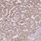 Transmembrane Protein 170A antibody, PA5-63060, Invitrogen Antibodies, Immunohistochemistry frozen image 