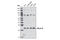 Bcl-2-like protein 10 antibody, 3869S, Cell Signaling Technology, Western Blot image 