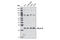 BCL2 Like 10 antibody, 3869S, Cell Signaling Technology, Western Blot image 