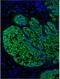Cadherin 2 antibody, NB200-592, Novus Biologicals, Immunohistochemistry paraffin image 