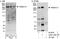 Transmembrane Protein 131 antibody, A302-129A, Bethyl Labs, Western Blot image 