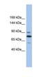 Kinesin Family Member 23 antibody, orb324501, Biorbyt, Western Blot image 