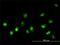 NIMA Related Kinase 11 antibody, H00079858-M01, Novus Biologicals, Immunofluorescence image 