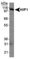 Huntingtin Interacting Protein 1 antibody, MA1-16748, Invitrogen Antibodies, Western Blot image 