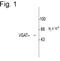 Solute Carrier Family 32 Member 1 antibody, PA1-4701, Invitrogen Antibodies, Western Blot image 