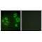Mitogen-Activated Protein Kinase Kinase Kinase 20 antibody, PA5-49885, Invitrogen Antibodies, Immunofluorescence image 