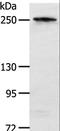 Notch Receptor 3 antibody, LS-B14634, Lifespan Biosciences, Western Blot image 