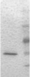 Interferon Alpha 2 antibody, ab9388, Abcam, Western Blot image 