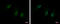 DBF4 Zinc Finger B antibody, GTX120796, GeneTex, Immunocytochemistry image 