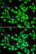 Protein L-isoaspartyl/D-aspartyl methyltransferase antibody, A6684, ABclonal Technology, Immunofluorescence image 