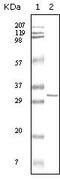 Hypoxanthine Phosphoribosyltransferase 1 antibody, GTX83262, GeneTex, Western Blot image 