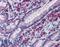 CD163 antibody, LS-B5967, Lifespan Biosciences, Immunohistochemistry frozen image 