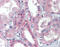 BRCA1/BRCA2-Containing Complex Subunit 3 antibody, 49-077, ProSci, Immunohistochemistry frozen image 