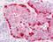 Insulin Receptor antibody, 48-402, ProSci, Immunohistochemistry paraffin image 
