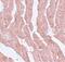 Leucine Zipper Like Transcription Regulator 1 antibody, PA5-20902, Invitrogen Antibodies, Immunohistochemistry frozen image 