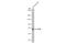 Acetylcholinesterase antibody, GTX101648, GeneTex, Western Blot image 