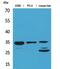 Cell Division Cycle 34 antibody, PA5-51085, Invitrogen Antibodies, Western Blot image 