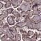 MYC Binding Protein antibody, PA5-59476, Invitrogen Antibodies, Immunohistochemistry frozen image 
