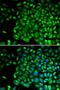 TNF Receptor Superfamily Member 1B antibody, LS-C331260, Lifespan Biosciences, Immunofluorescence image 