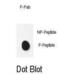 Pyruvate Dehydrogenase E1 Alpha 1 Subunit antibody, abx032110, Abbexa, Dot Blot image 