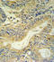 Peptide YY antibody, LS-C162343, Lifespan Biosciences, Immunohistochemistry frozen image 
