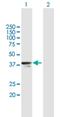 Ring Finger Protein 41 antibody, H00010193-B02P, Novus Biologicals, Western Blot image 