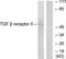 Transforming Growth Factor Beta Receptor 2 antibody, TA314619, Origene, Western Blot image 