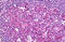 Ubiquilin 1 antibody, MBS244647, MyBioSource, Immunohistochemistry frozen image 