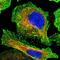 Dihydrouridine Synthase 1 Like antibody, NBP1-84962, Novus Biologicals, Immunocytochemistry image 