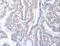 Actin Like 8 antibody, LS-C404434, Lifespan Biosciences, Immunohistochemistry frozen image 