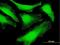 Syndecan Binding Protein antibody, H00006386-B01P, Novus Biologicals, Immunofluorescence image 