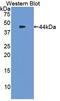 Tryptase antibody, MBS2004125, MyBioSource, Western Blot image 