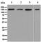 Adenosine Deaminase RNA Specific antibody, ab126745, Abcam, Western Blot image 