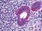 Phospholipase A2 Group IVA antibody, orb94973, Biorbyt, Immunohistochemistry paraffin image 