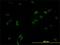 Cyclin-L1 antibody, H00057018-M01, Novus Biologicals, Immunofluorescence image 