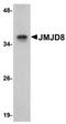 Jumonji Domain Containing 8 antibody, orb75270, Biorbyt, Western Blot image 