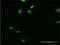 RFXK antibody, H00008625-M01, Novus Biologicals, Immunocytochemistry image 