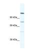 Ras-associating and dilute domain-containing protein antibody, NBP1-91615, Novus Biologicals, Western Blot image 