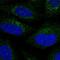 Apoptosis facilitator Bcl-2-like protein 14 antibody, NBP1-91697, Novus Biologicals, Immunofluorescence image 