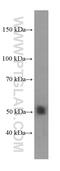 Nuclear Receptor Subfamily 1 Group H Member 2 antibody, 60345-1-Ig, Proteintech Group, Western Blot image 