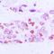 Eukaryotic Translation Elongation Factor 2 antibody, orb216091, Biorbyt, Immunohistochemistry paraffin image 
